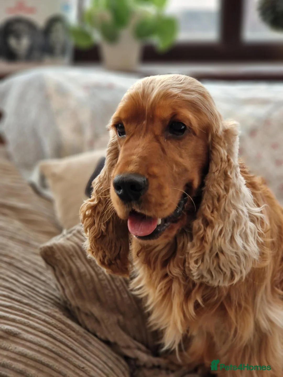Cocker Spaniel dogs for stud: RKC DNA Clear Golden Show Cocker Spaniel Stud - Advert 1