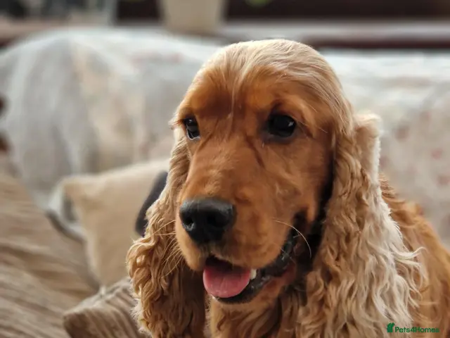Cocker Spaniel dogs for stud: RKC DNA Clear Golden Show Cocker Spaniel Stud - Advert 1
