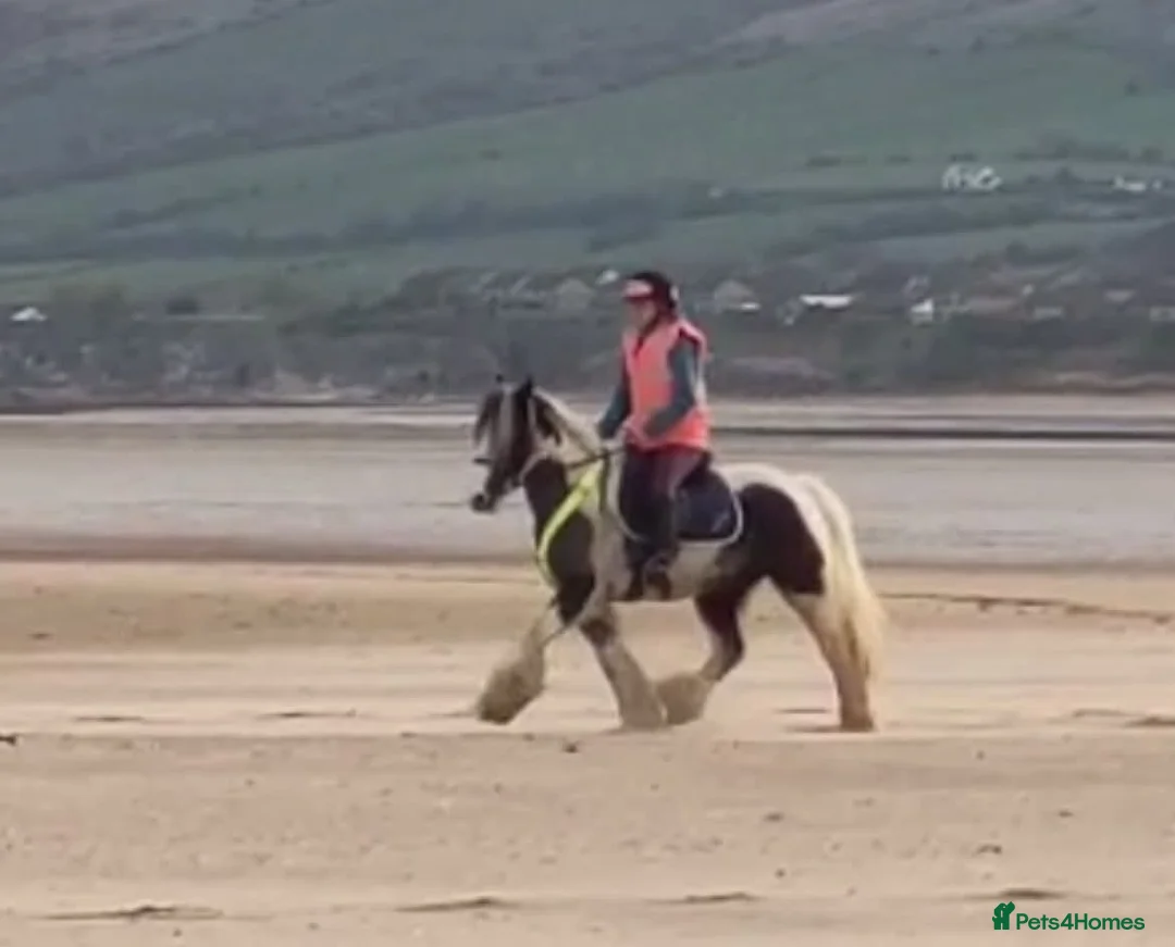 Irish Cob horses for sale: Traditional Cob - Advert 6