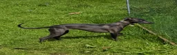 Whippet dogs for sale: Stunning whippet pups  - Advert 22