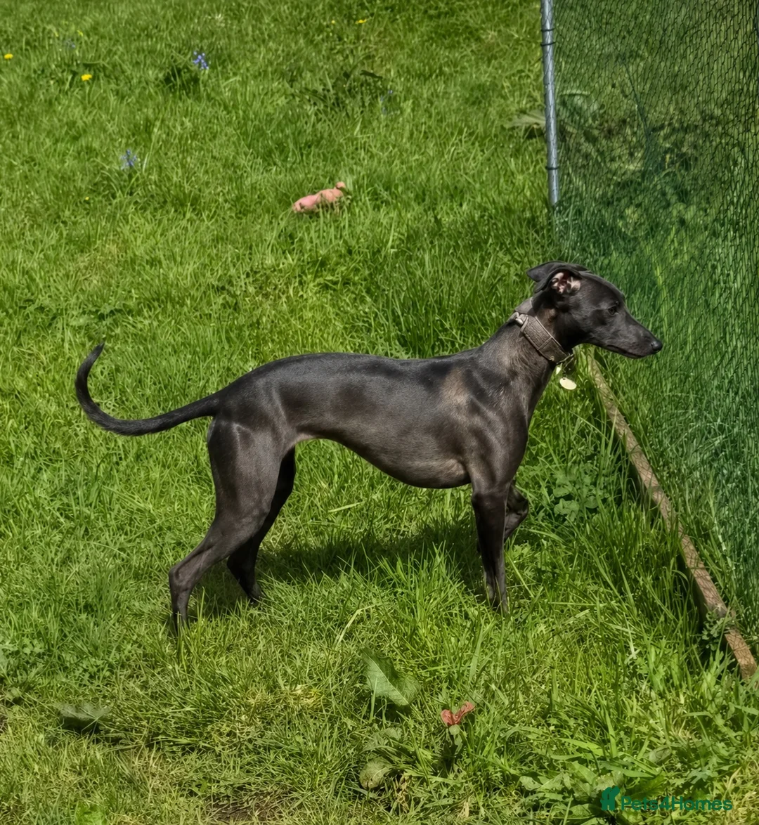 Whippet dogs for sale: Stunning whippet pups  - Advert 22
