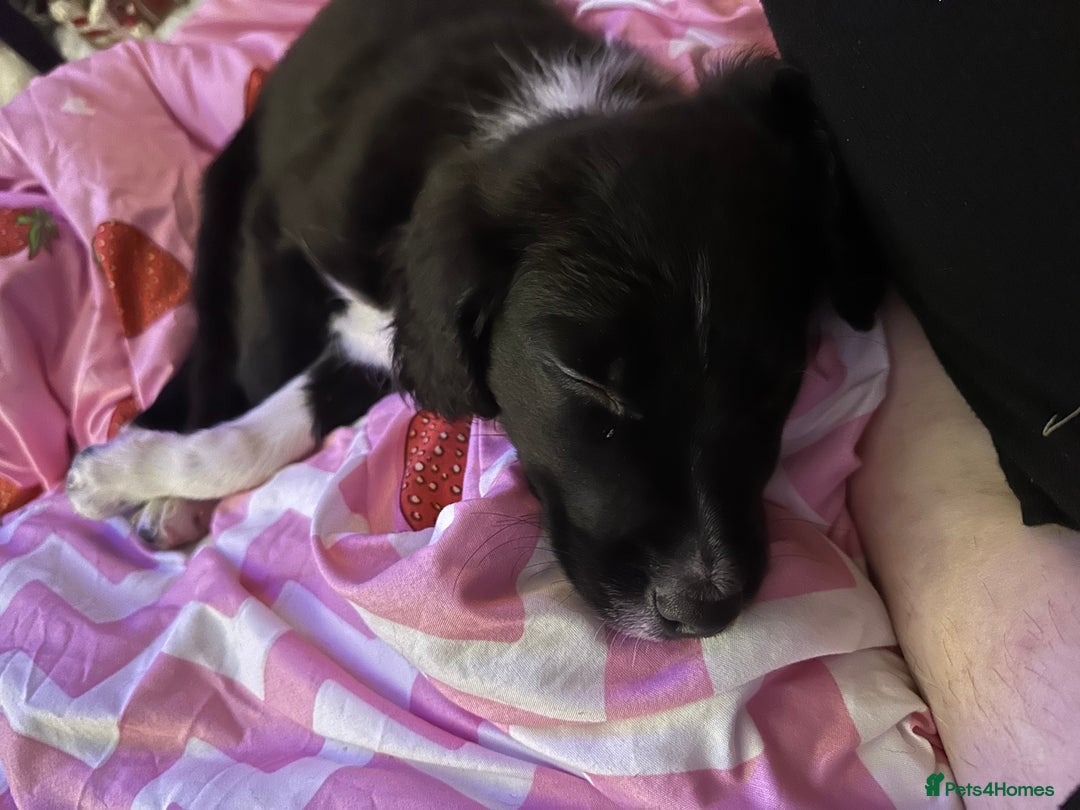 Mixed Breed dogs for sale: Cocker spaniel cross border collie male  - Advert 1