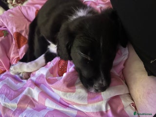 Mixed Breed dogs Cocker spaniel cross border collie male - Advert 1