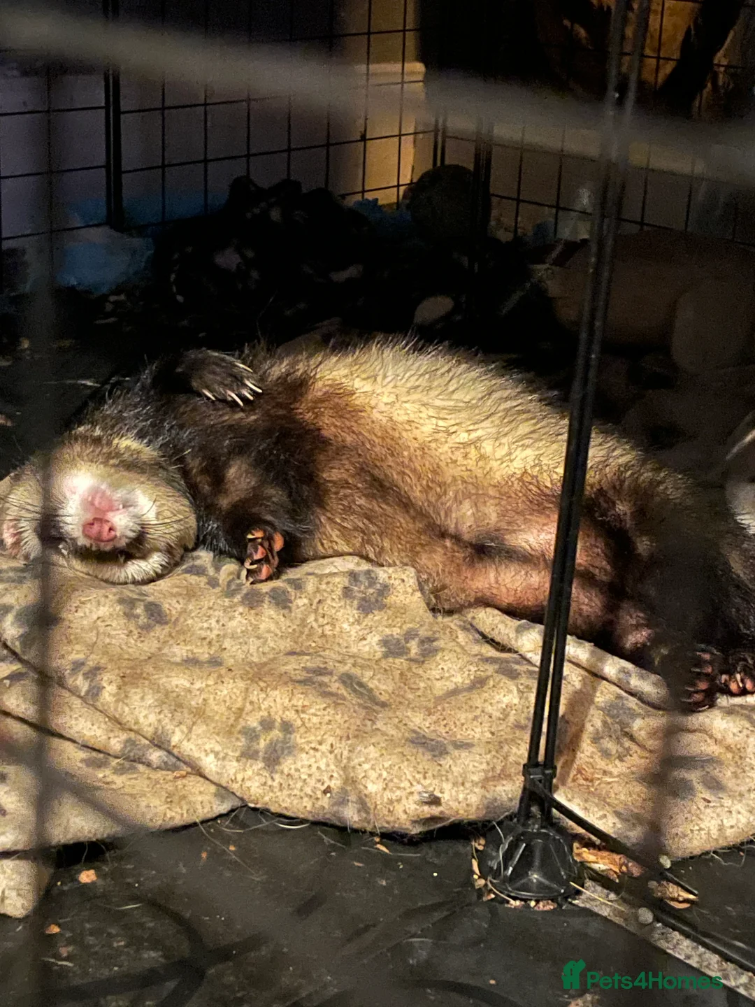 Ferret rodents for sale: Two gorgeous male ferret brothers for sale - Advert 4