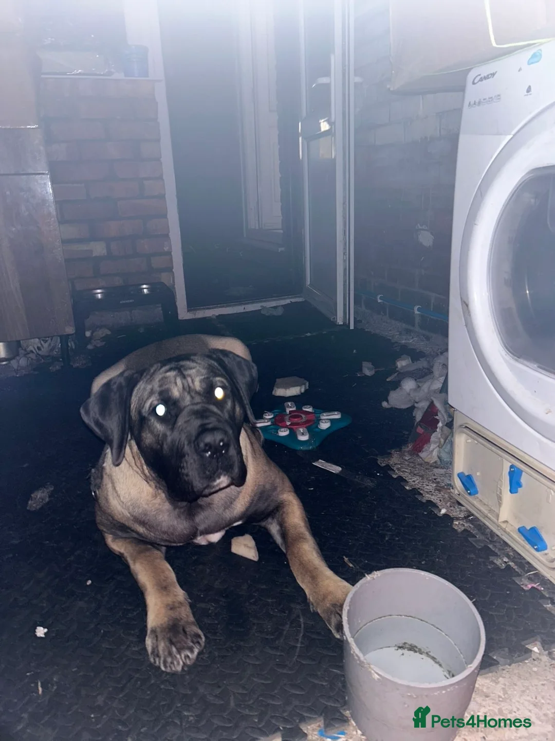 Presa Canario dogs for sale: 9 month old pure breed Presa canario  - Advert 6