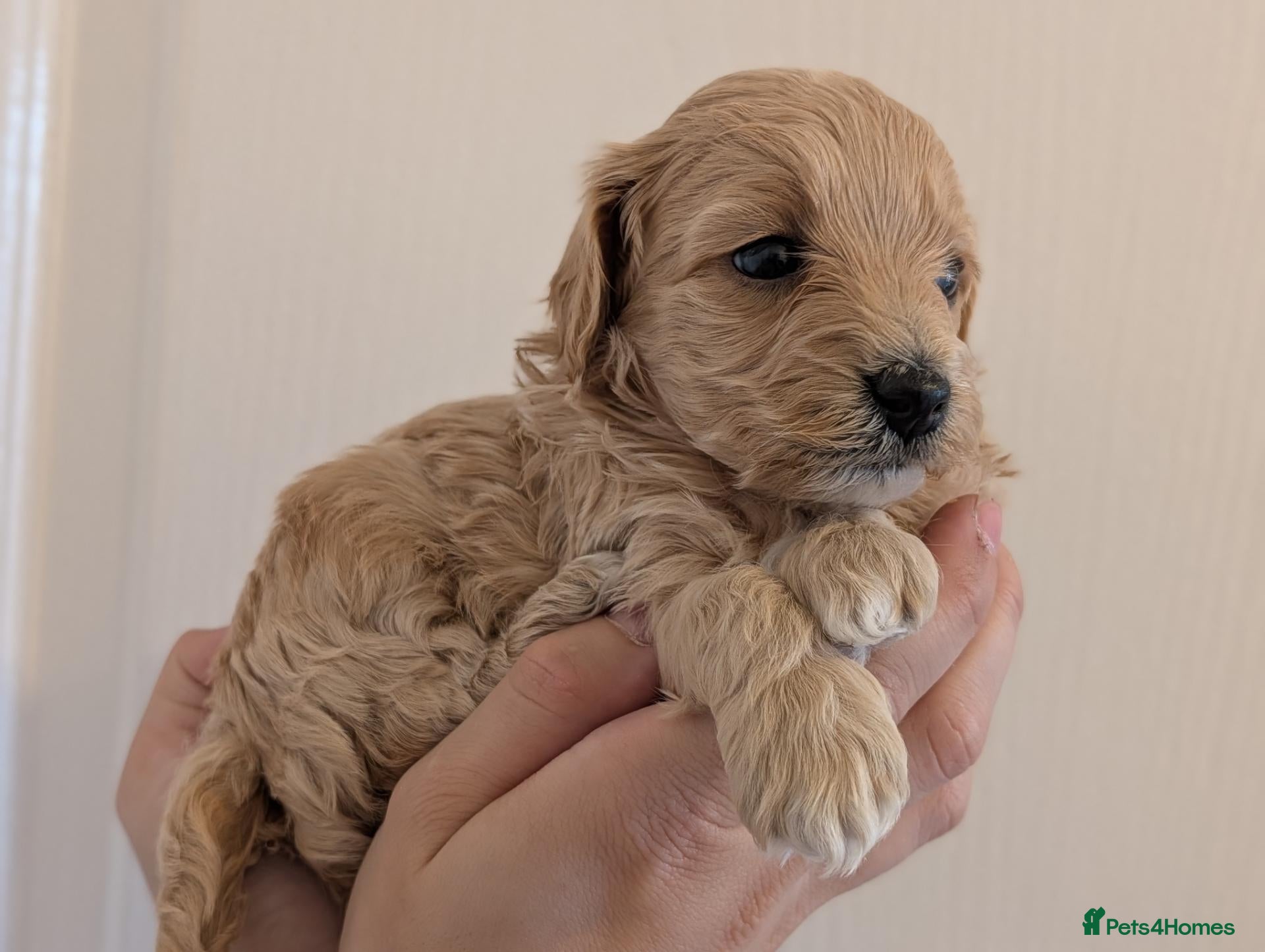 Maltipoo dogs LAST F1 Apricot & Cream Maltipoo Puppies - Advert 15