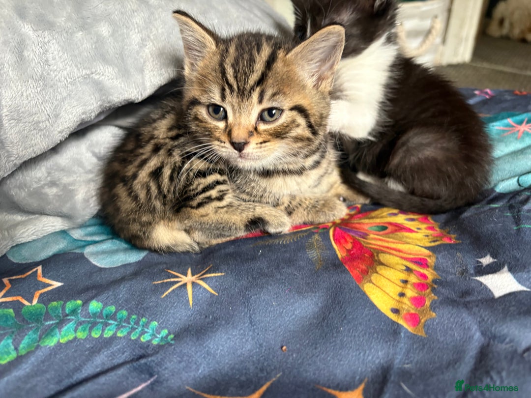 Bengal cats for sale: Bengal Cross and Blue Long haired boy - Image 6