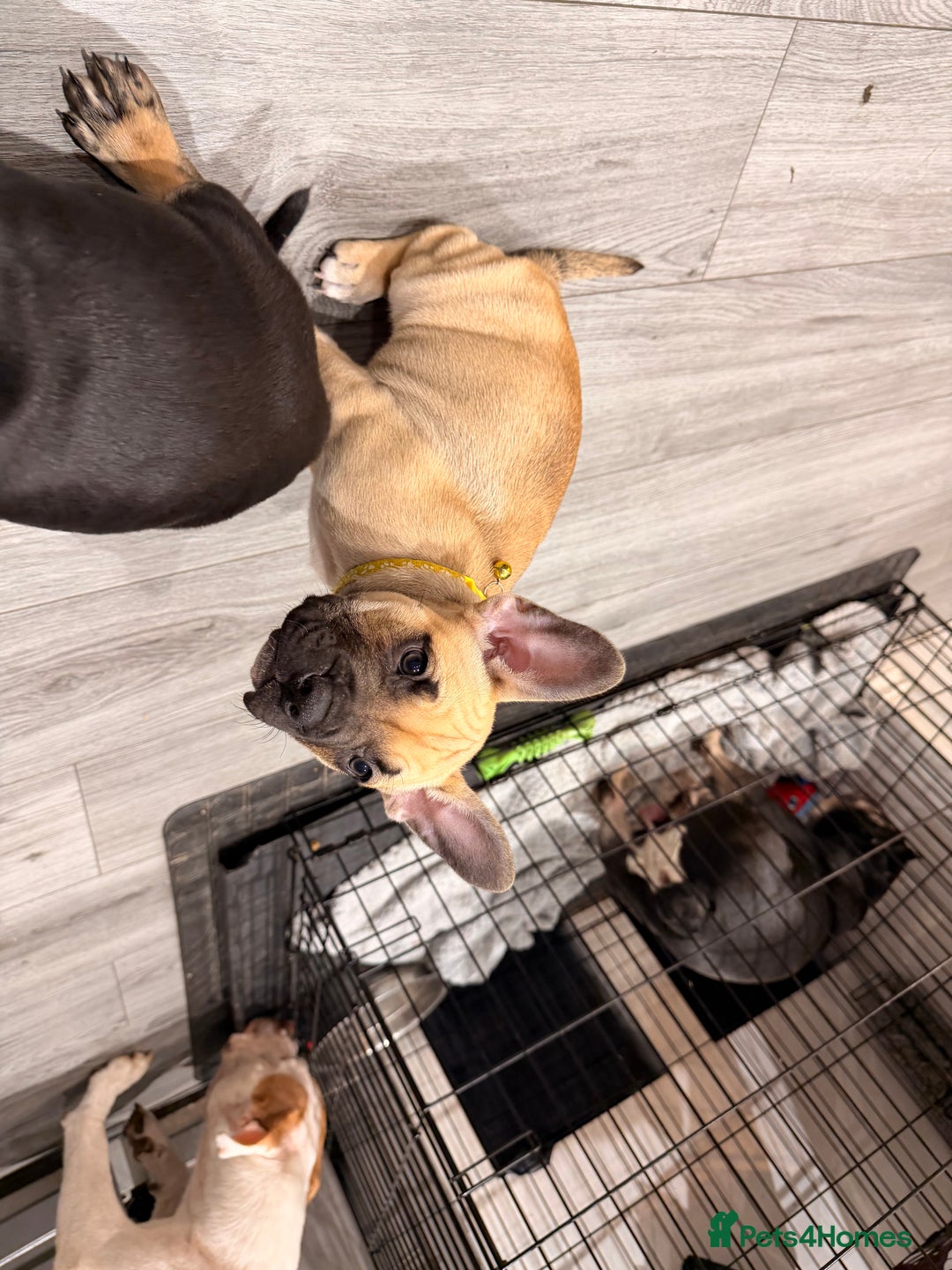 Mixed Breed dogs for sale: American french bully  - Advert 29