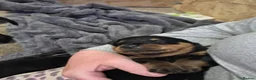 Rottweiler dogs for sale: Chunky rottweiler pups - Advert 10