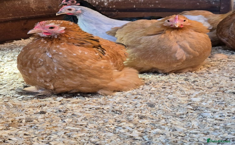 Chickens poultry Pekin Bantam Pullets POL  - Advert 12