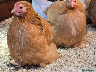 Chickens poultry for sale: Pekin Bantam Pullets POL - Advert 4