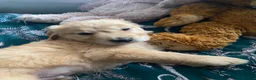 Golden Retriever dogs for sale: Beautiful Singleton Boy Ready to leave - Advert 2
