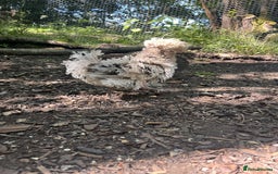 Chickens poultry for sale: Polish chickens for sale - Image 4