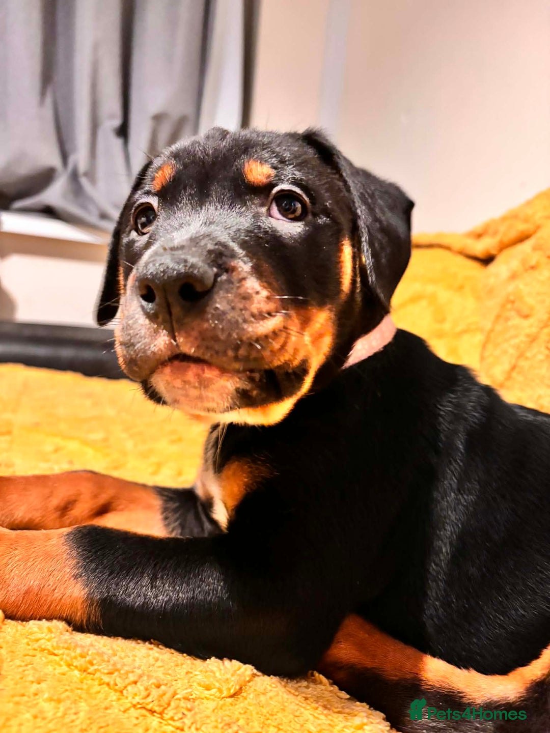 Mixed Breed dogs for sale: 5 lovely rotties x bully puppies - Advert 5