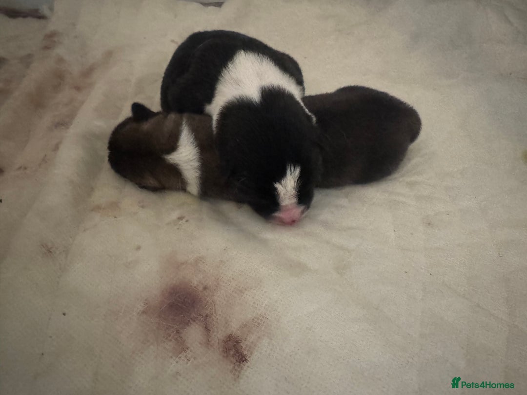 Akita dogs for sale: 2 Akita puppies 1 female 1 male  - Image 12