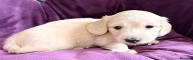 Miniature Dachshund 3