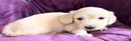 Miniature Dachshund dogs for sale: KC Reg, Health Tested Mini Longhaired Puppies  - Advert 20