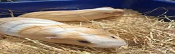 Guinea Pig rodents for sale: Gorgeous Dad & son - Advert 5