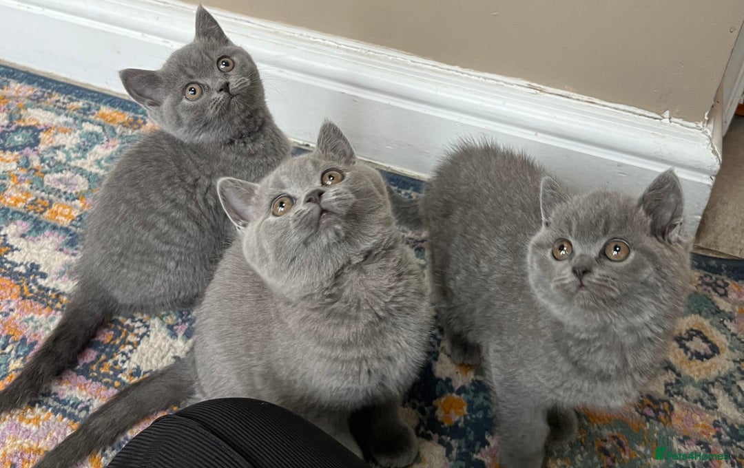 British Shorthair cats for sale: Beautiful British shorthair kittens  - Advert 5