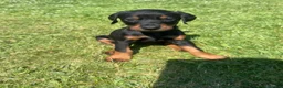 Dobermann dogs for sale: Champion Bloodline Doberman Puppies - Advert 3