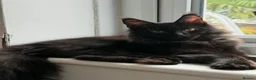 Maine Coon cats for sale: Stunning solid black female Maine Coon - Advert 2