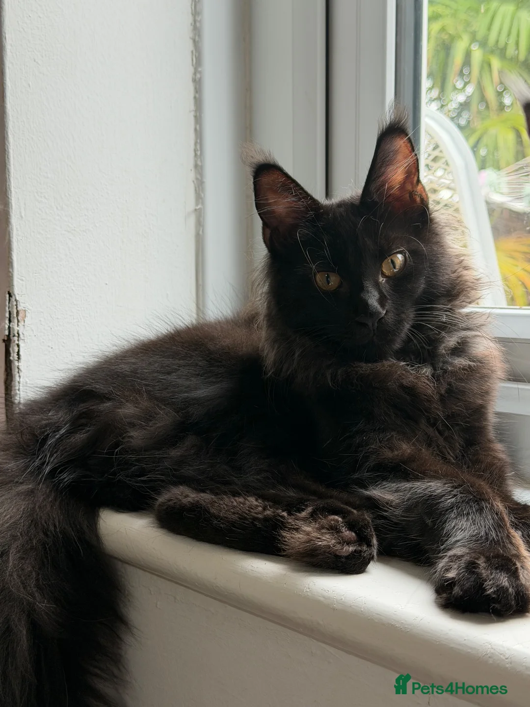Maine Coon cats for sale: Stunning solid black female Maine Coon - Advert 2