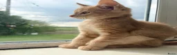 Maine Coon cats for sale: Maine coon  - Advert 5