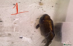 Koi Carp fish for sale: Mixture of Koi  - Image 2