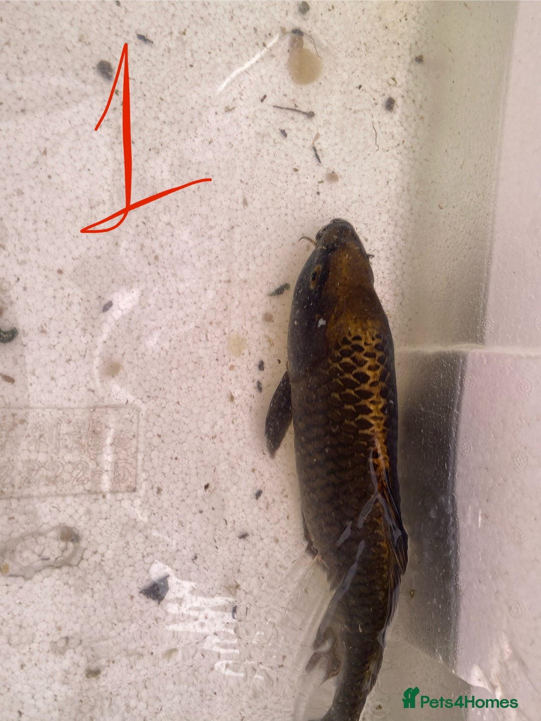 Koi Carp fish for sale: Mixture of Koi  - Image 2