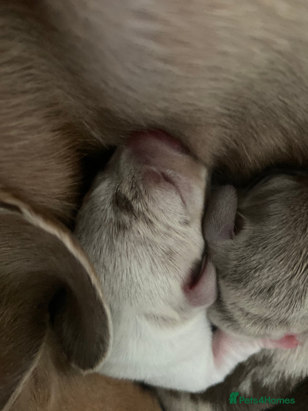 Miniature Dachshund dogs for sale: Dolly mixture dapple/piebald  - Image 11