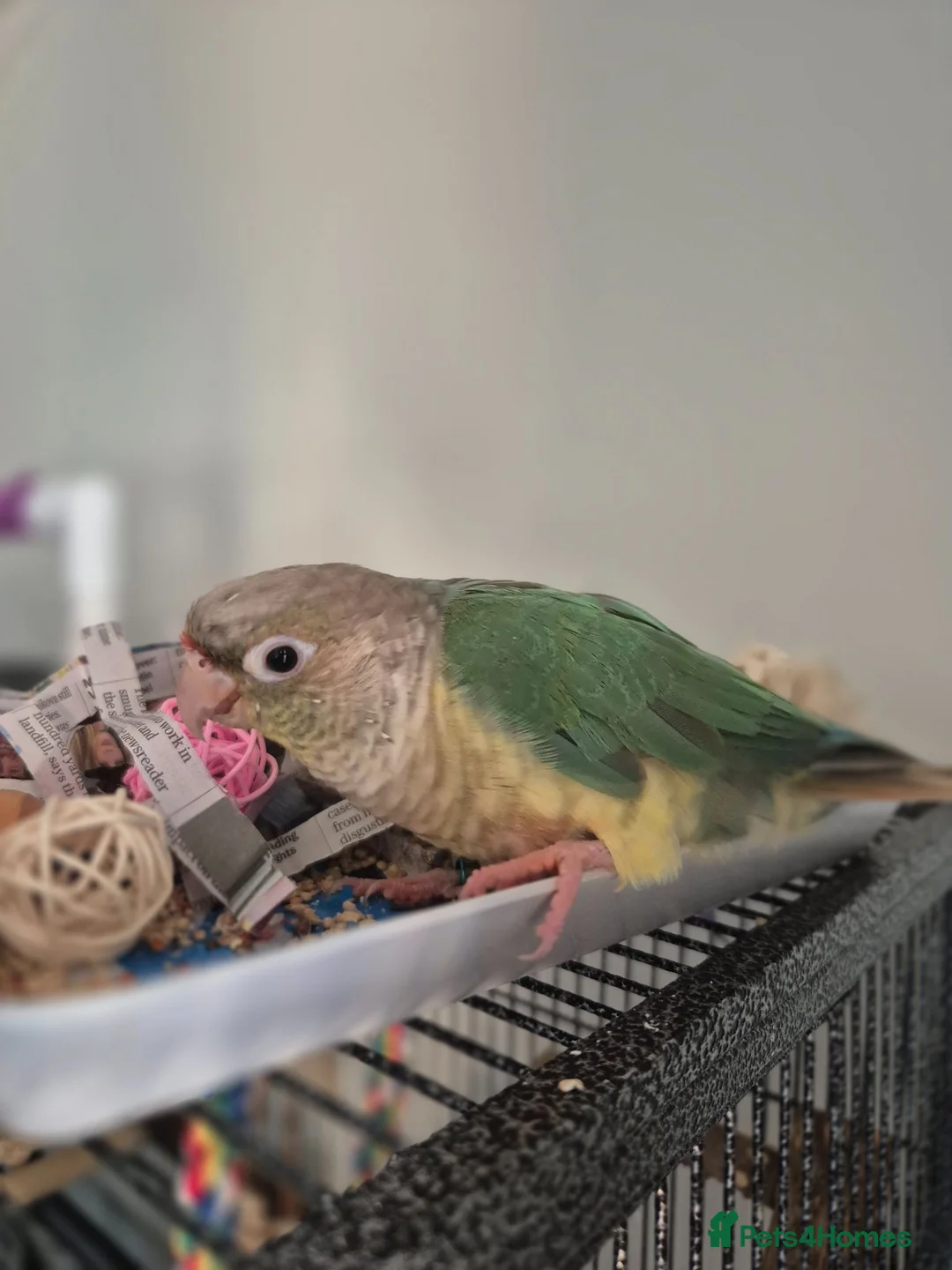 Conures birds for sale: Cinnamon green cheeked conure in Horley - Advert 11