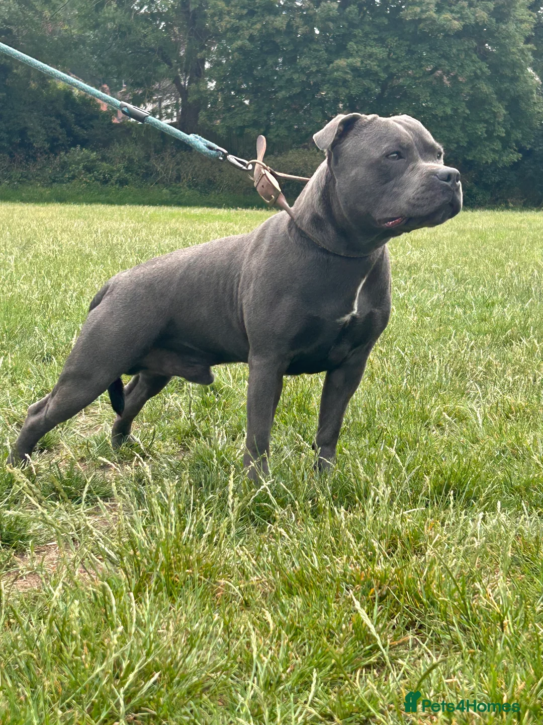 Staffordshire Bull Terrier dogs for stud: KENZDUO TAGLIATELLE -VINNY UP FOR STUD  in Abingdon - Advert 7