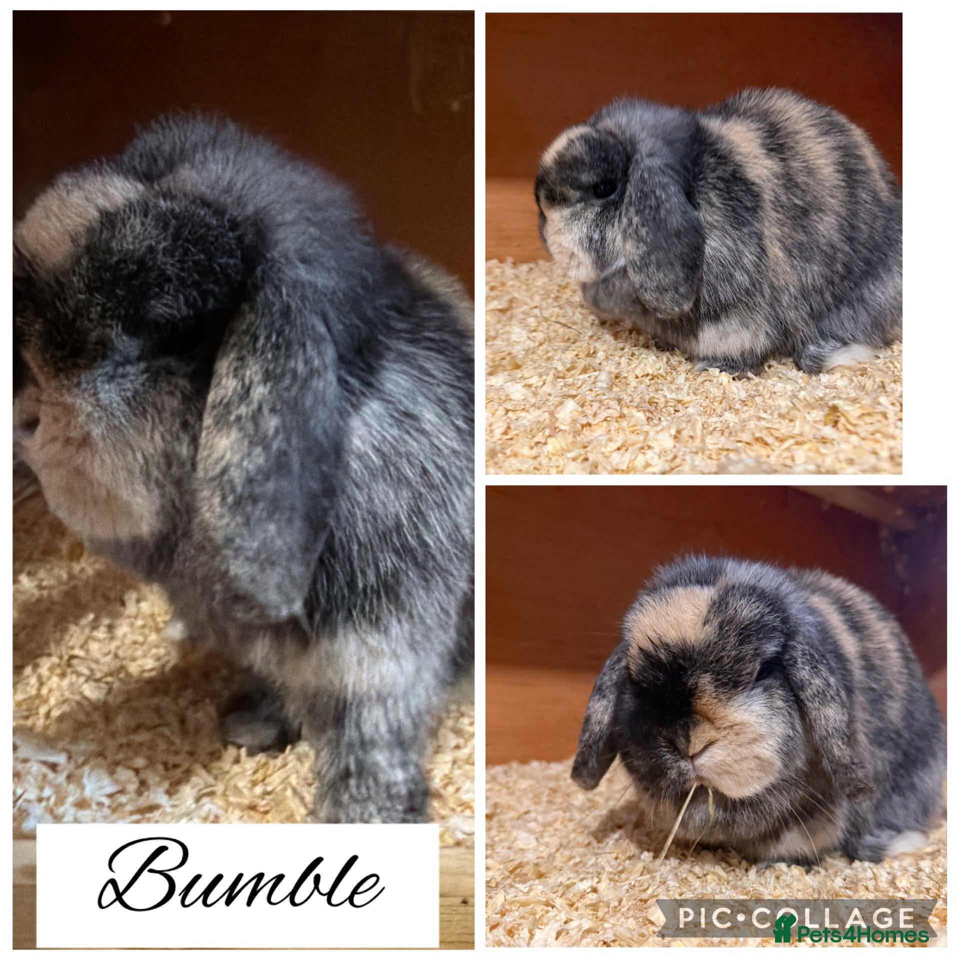 Mini Lop rabbits Pure bred mini lops  - Advert 5