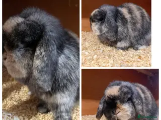 Mini Lop rabbits Pure bred mini lops - Advert 5