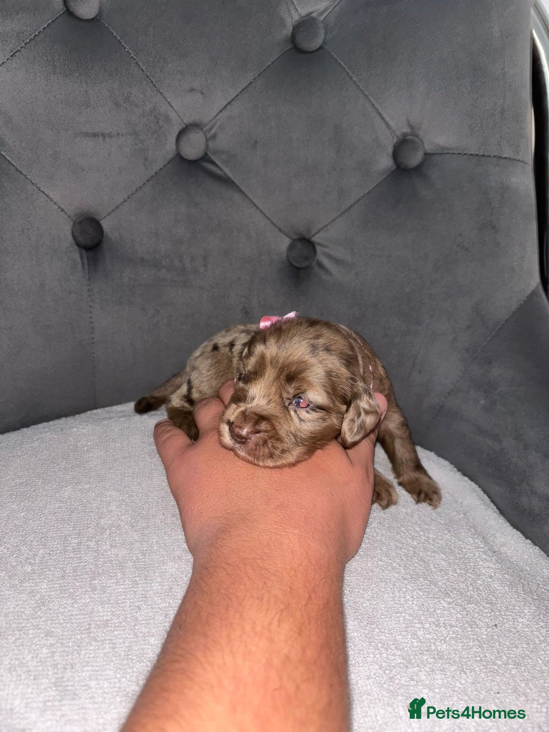 Cocker Spaniel dogs for sale: Working cocker spaniel  - Image 1