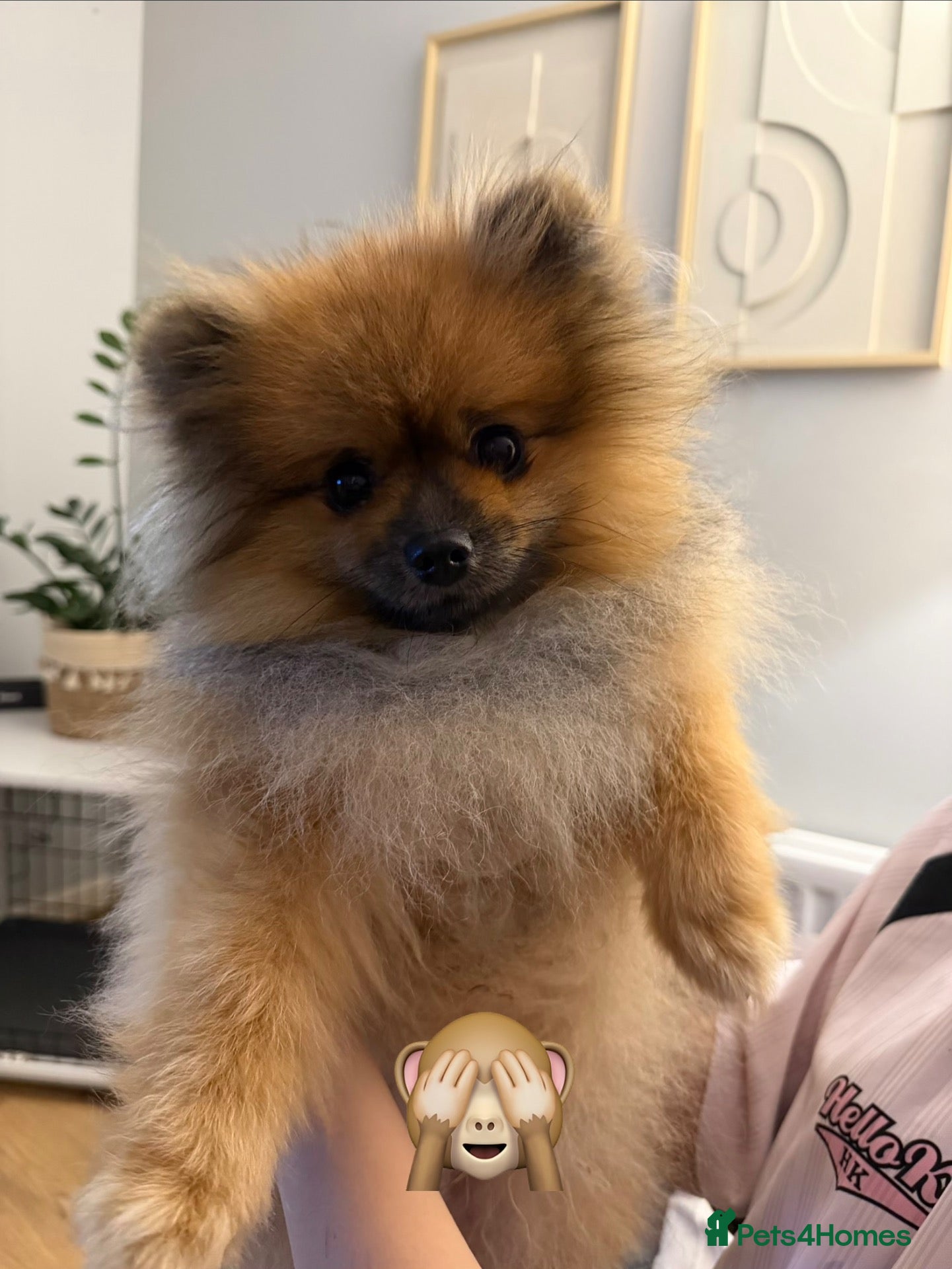 Pomeranian dogs for stud: Charlie – KC Registered Proven Pomeranian Stud - Advert 1
