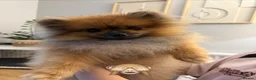 Pomeranian dogs for stud: Charlie – KC Registered Proven Pomeranian Stud - Advert 1