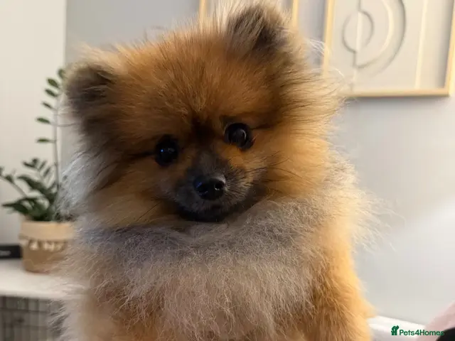 Pomeranian dogs Charlie – KC Registered Proven Pomeranian Stud - Advert 1