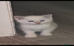 Mixed Breed cats for sale: Beautiful kittens 🐾 - Image 17