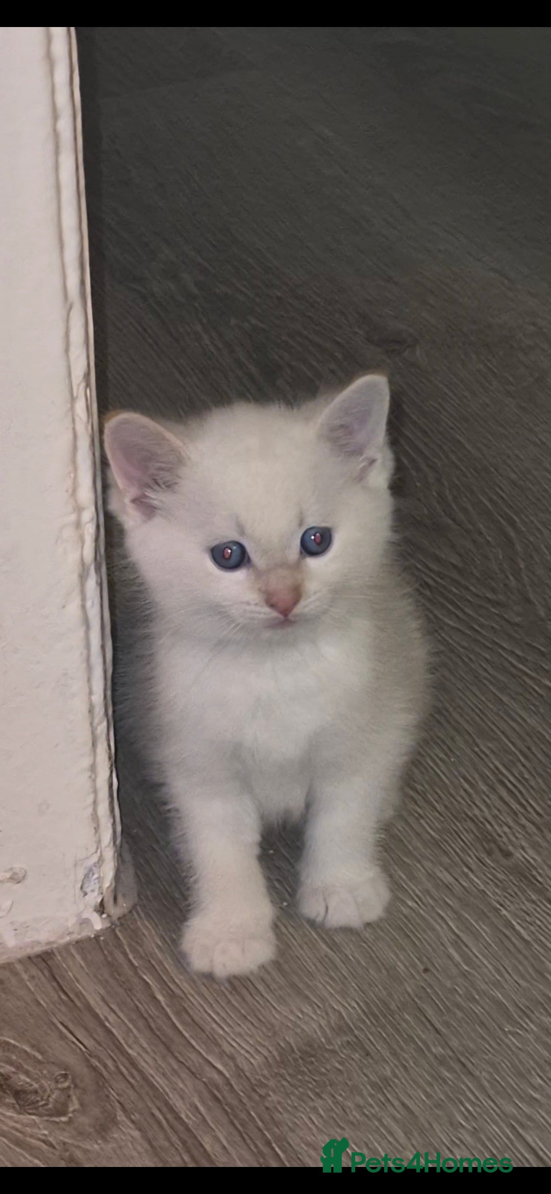 Mixed Breed cats for sale: Beautiful kittens 🐾 - Image 17