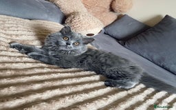 Scottish Fold cats for sale: Scottish fold Longhair - Image 20