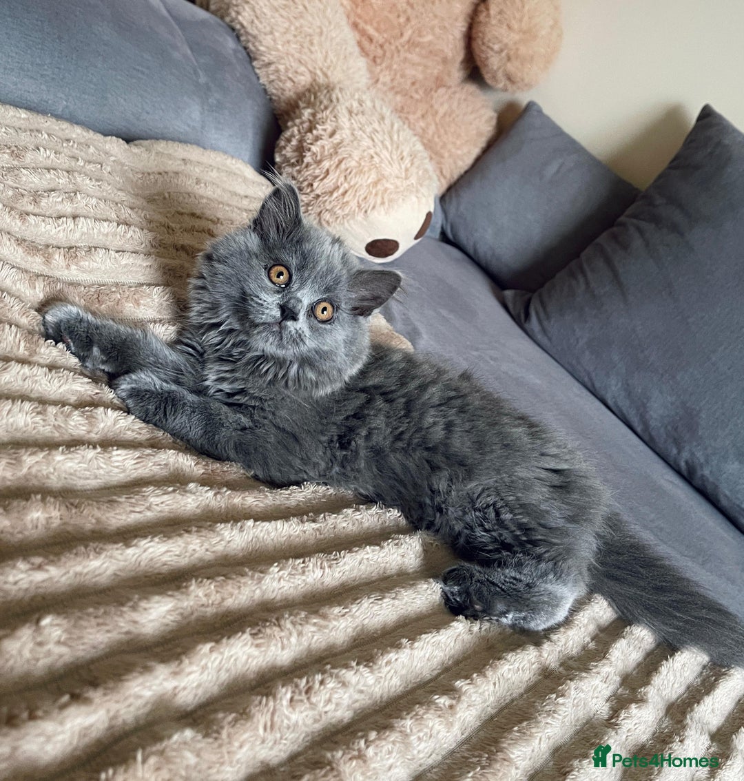 Scottish Fold cats for sale: Scottish fold Longhair - Image 20