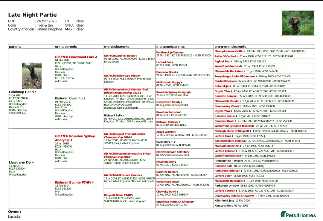 Cocker Spaniel dogs for stud: Eye-catching Health tested stud  - Advert 2