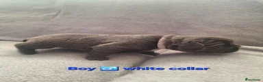 French Bulldog 1