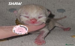 British Shorthair cats for sale: GCCF REGISTERED BRITISH SHORTHAIR KITTENS  - Image 6