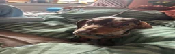 Miniature Dachshund dogs for stud: MINIATURE DACHSHUND STUD AVAILABLE - Advert 4