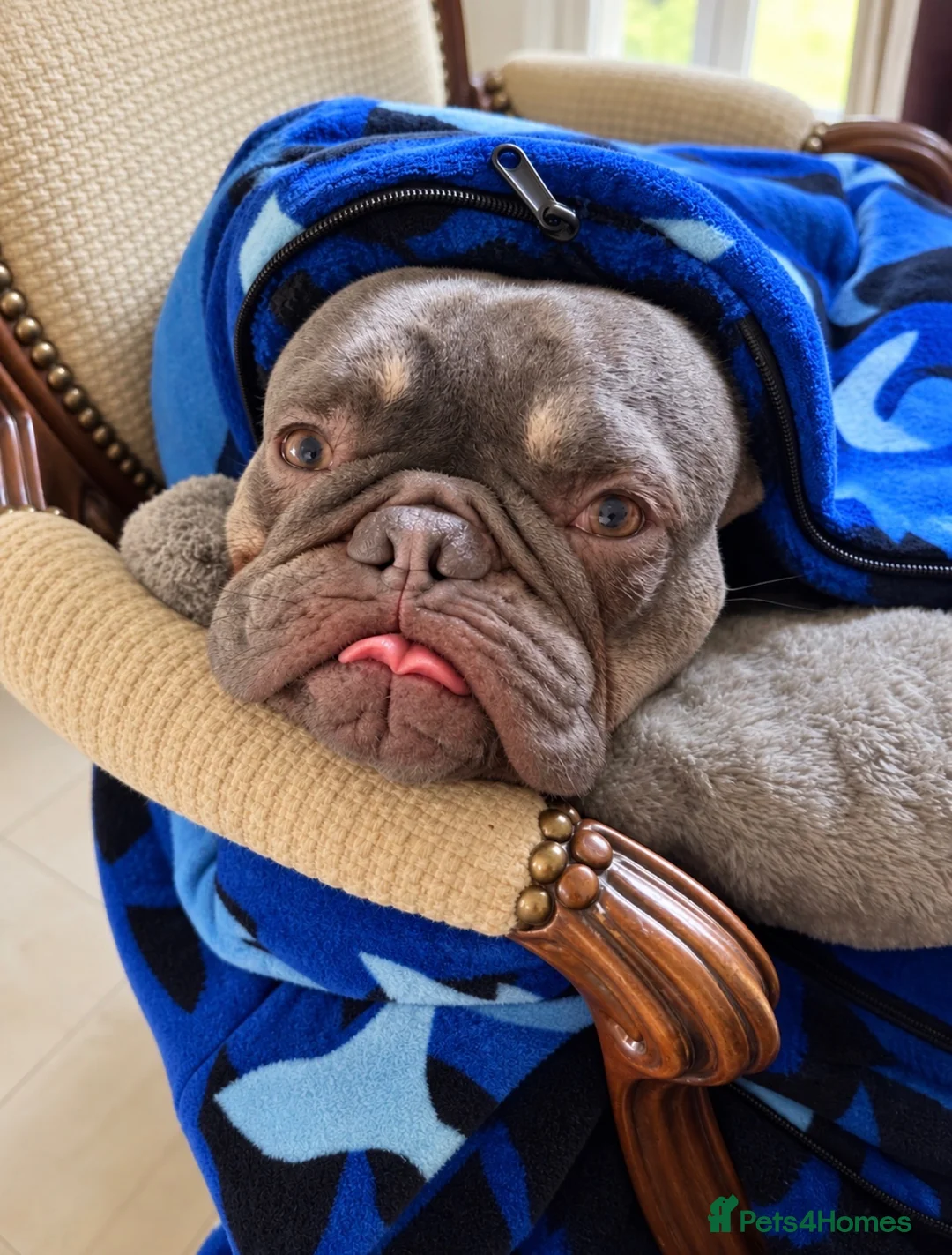 French Bulldog dogs for sale: Loving French Bulldog Looking for Forever Home  in Walton-on-Thames - Advert 2