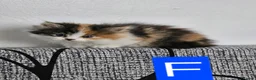 British Shorthair cats for sale: British longhair - Advert 5