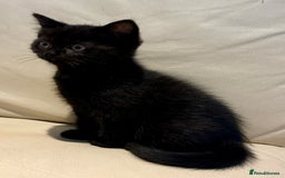 Mixed Breed cats for sale: British shorthair and Persian mix kitten - Image 8