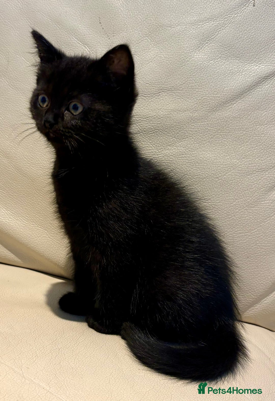 Mixed Breed cats for sale: British shorthair and Persian mix kitten - Image 8